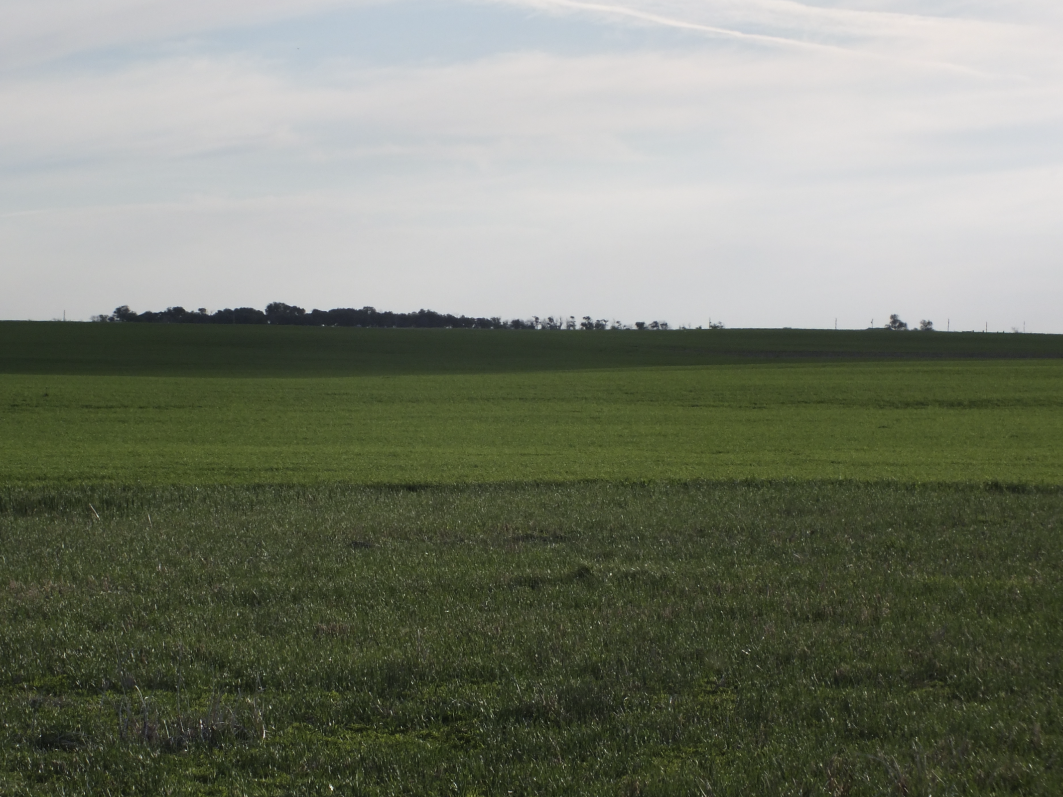 wheatfield's image
